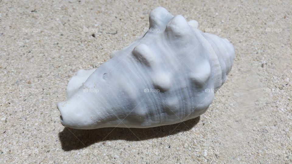 A Kind of Shell