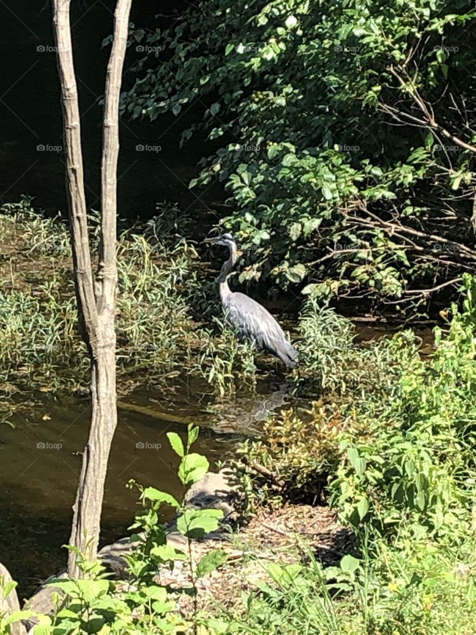 Magical nature with large bird by the lake 