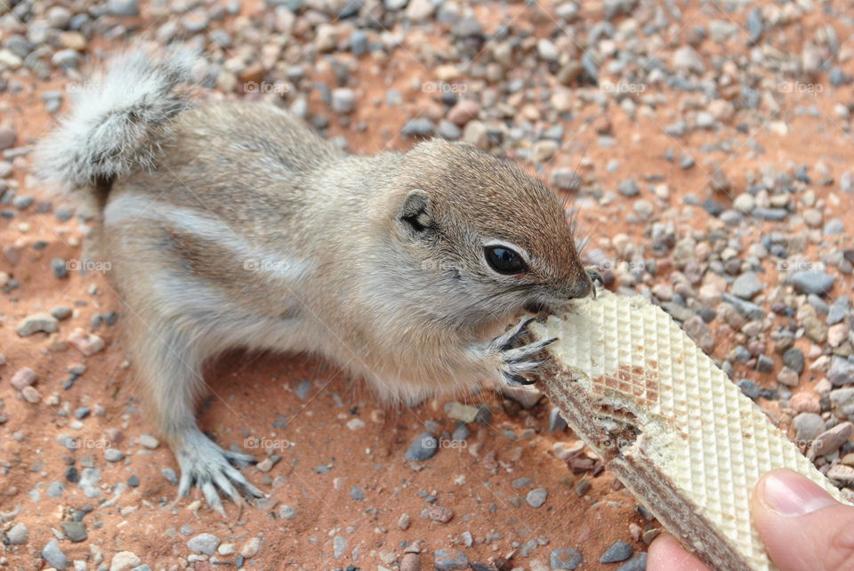 Close up of a chipmunk eating a waffle