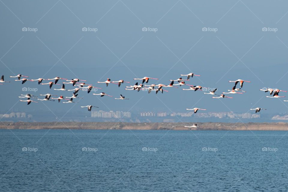 Flamingos in Motion