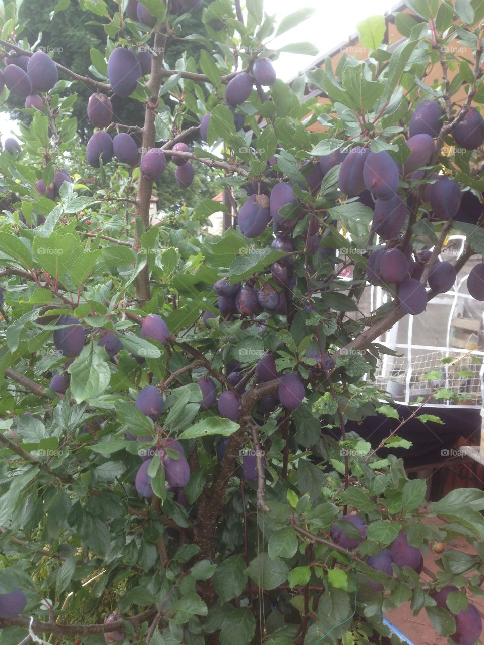 Victoria plums on a tree