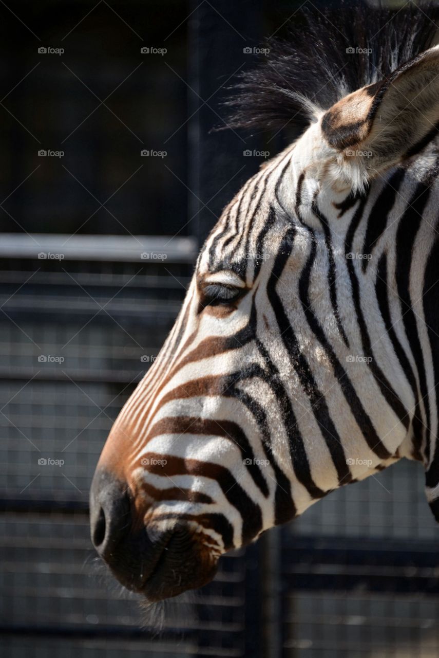 Zebra