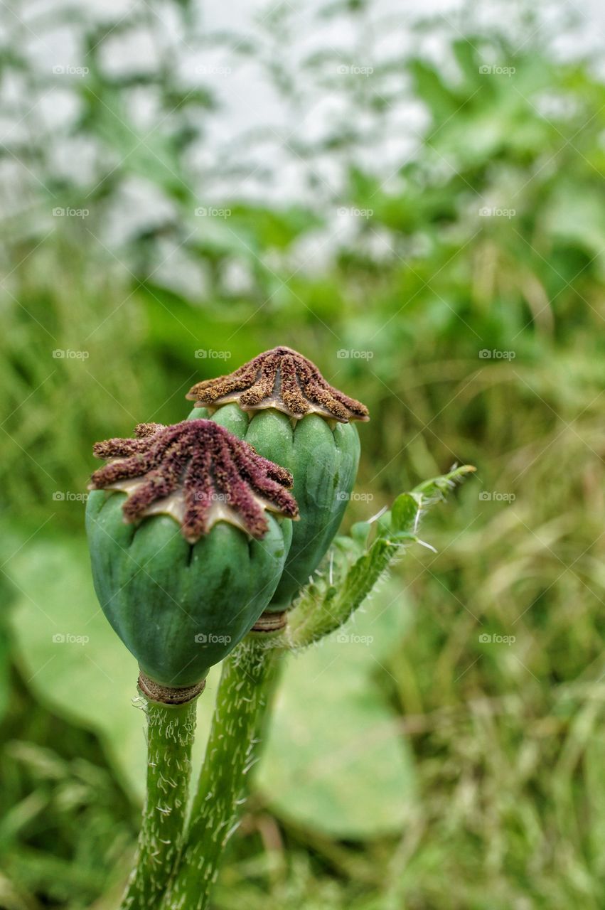 Close-up of plant