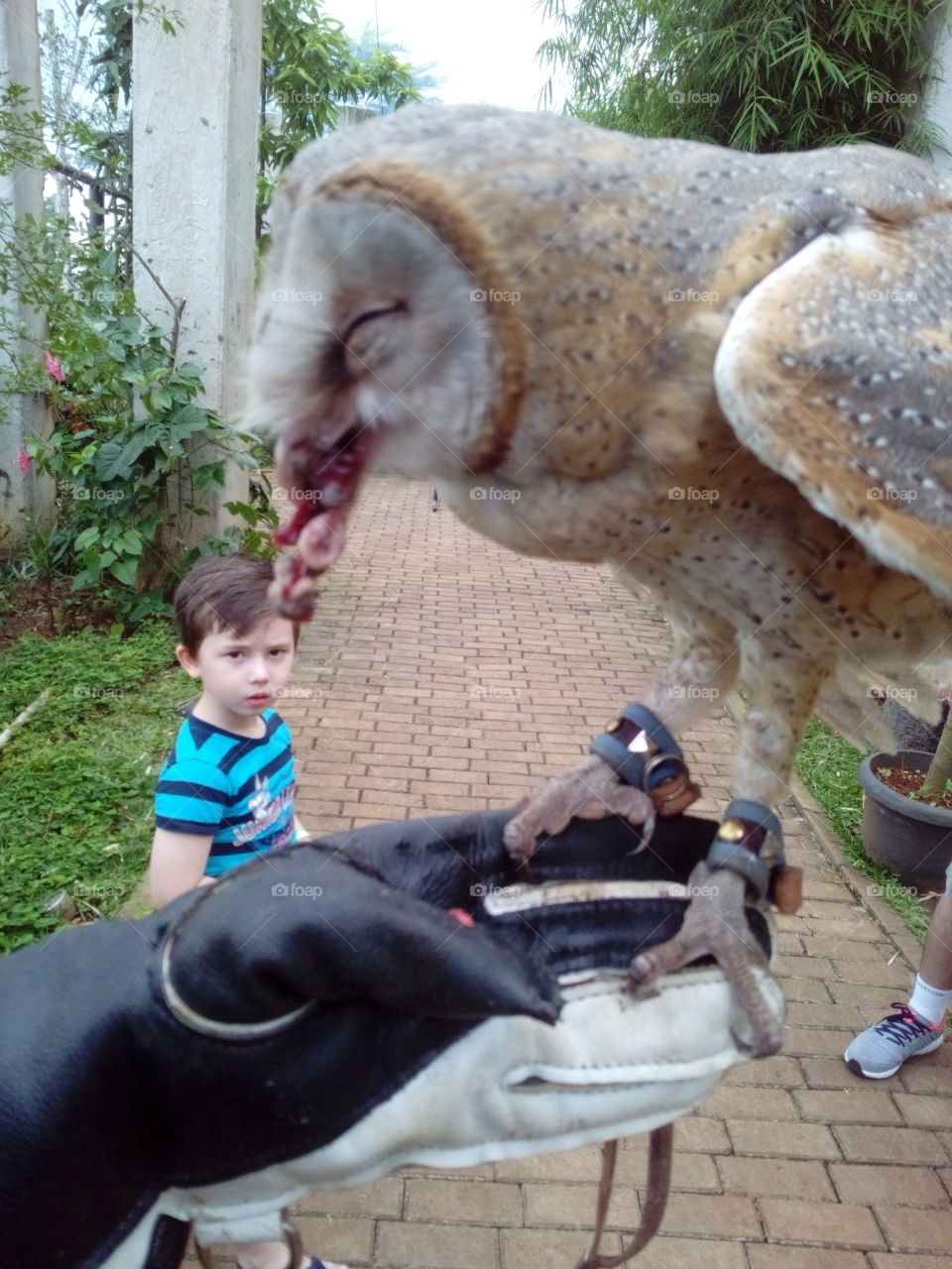 Boy watching an owl eat a mouse