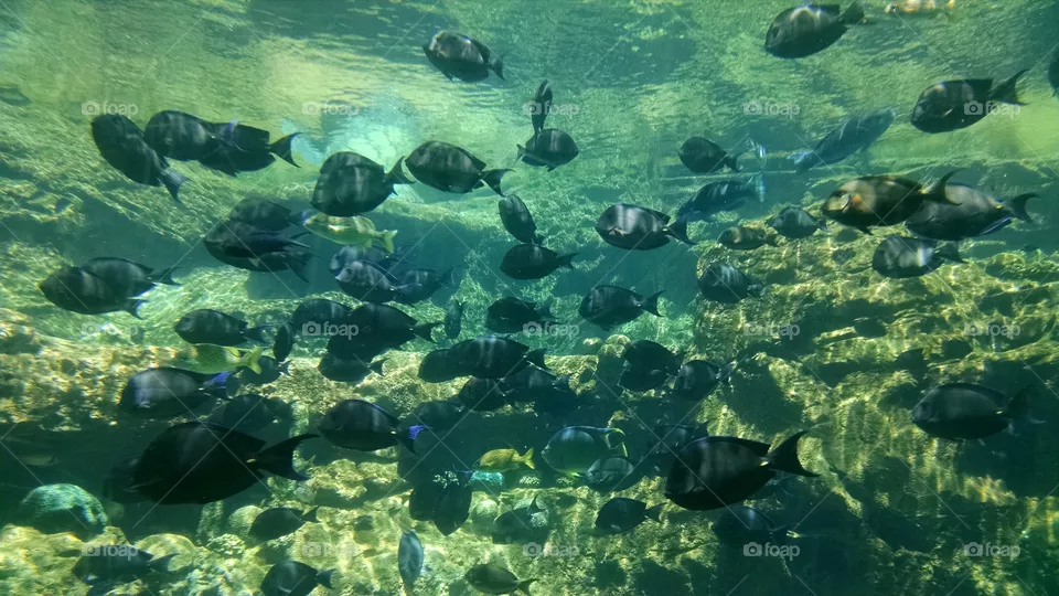 Fish