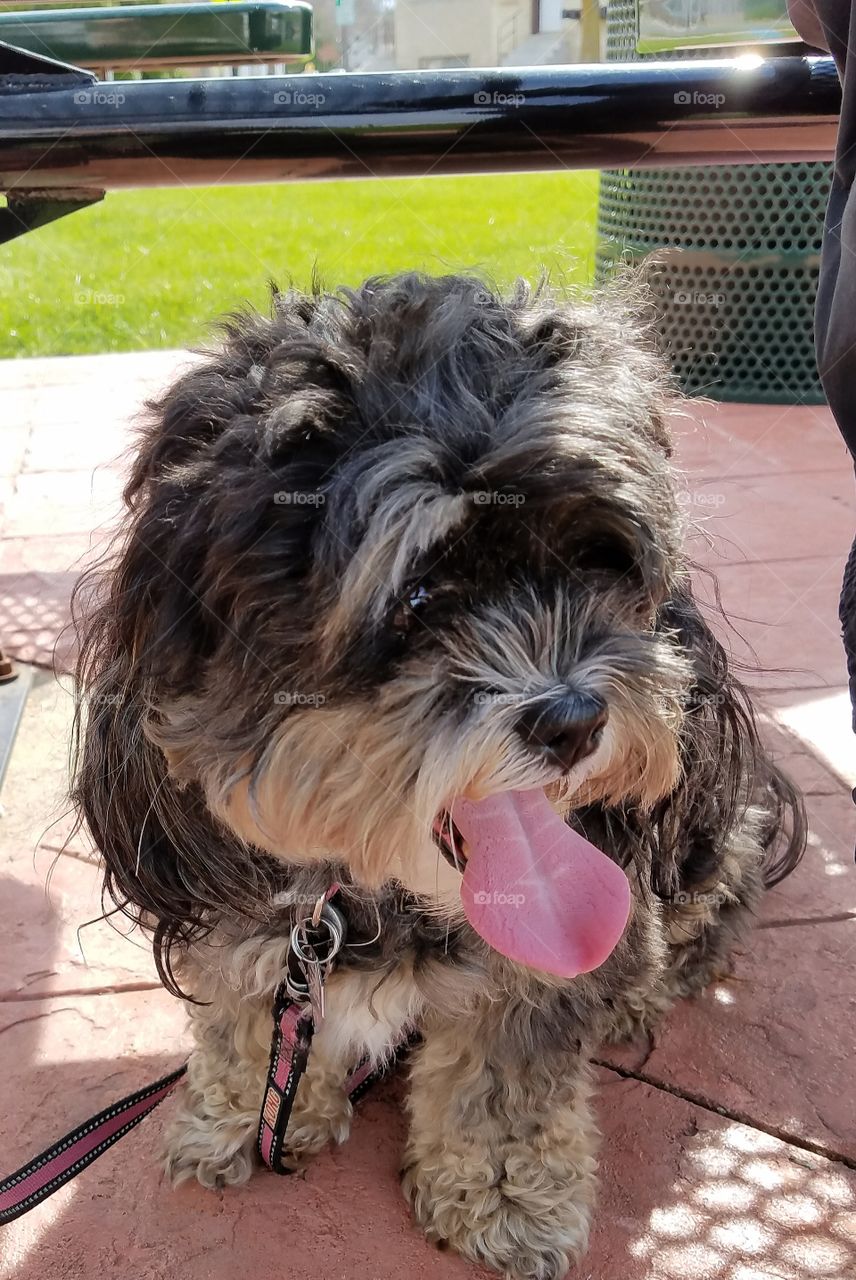 Cute Dog Seeking Shade