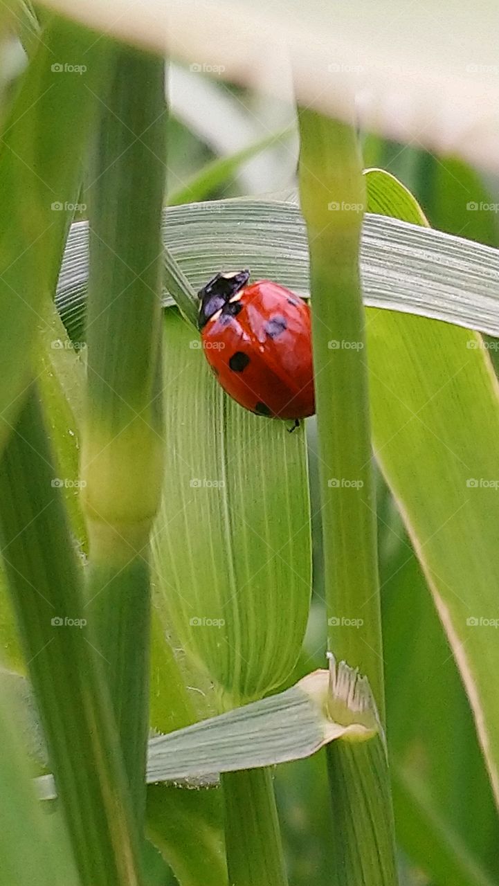 Beautiful ladybug