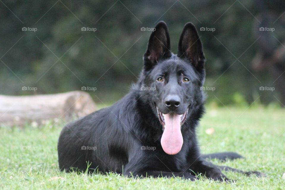 Our German Shepherd taking a break from playing. 