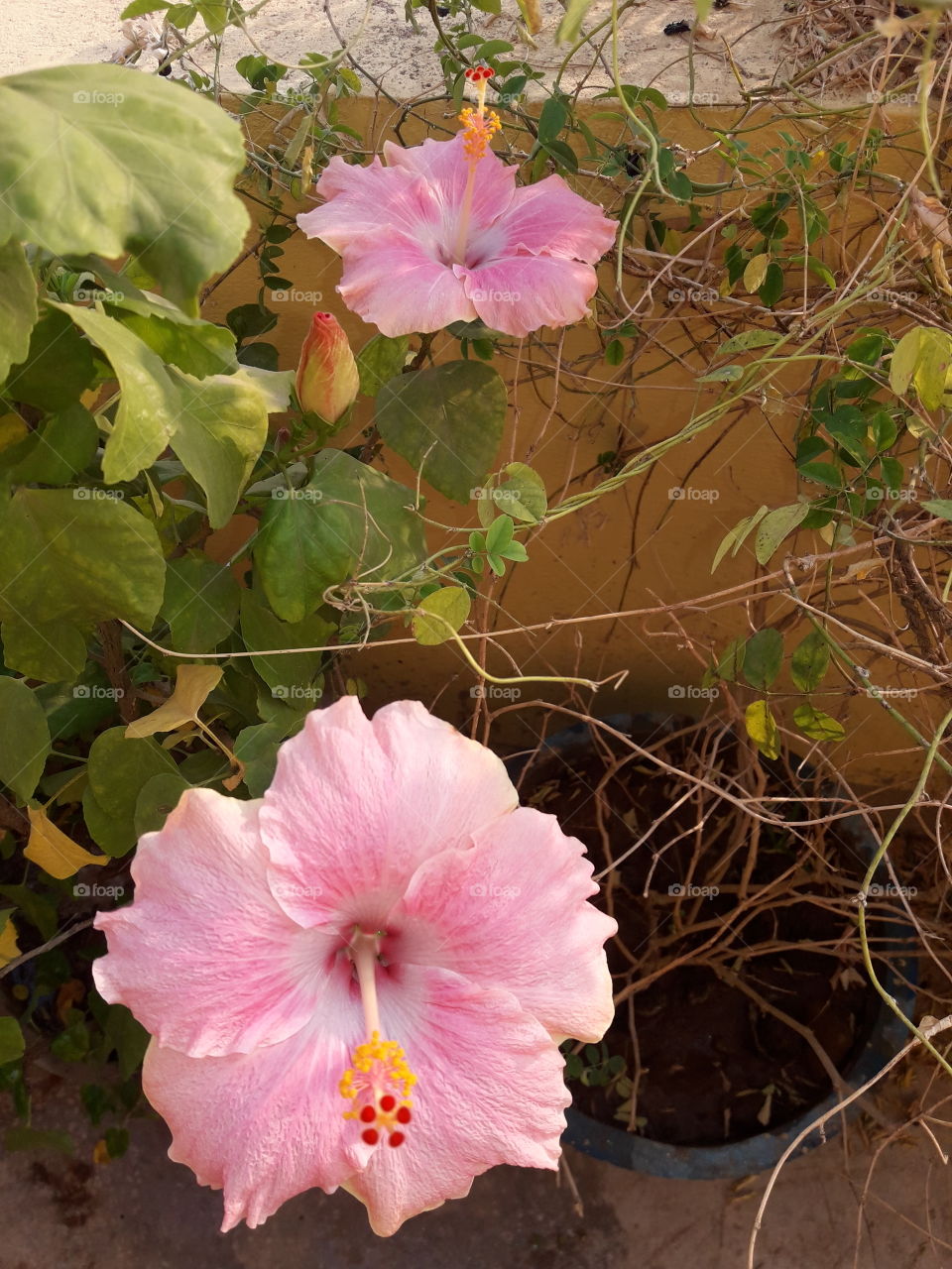 beautiful pink hibiscus flowers in our garden