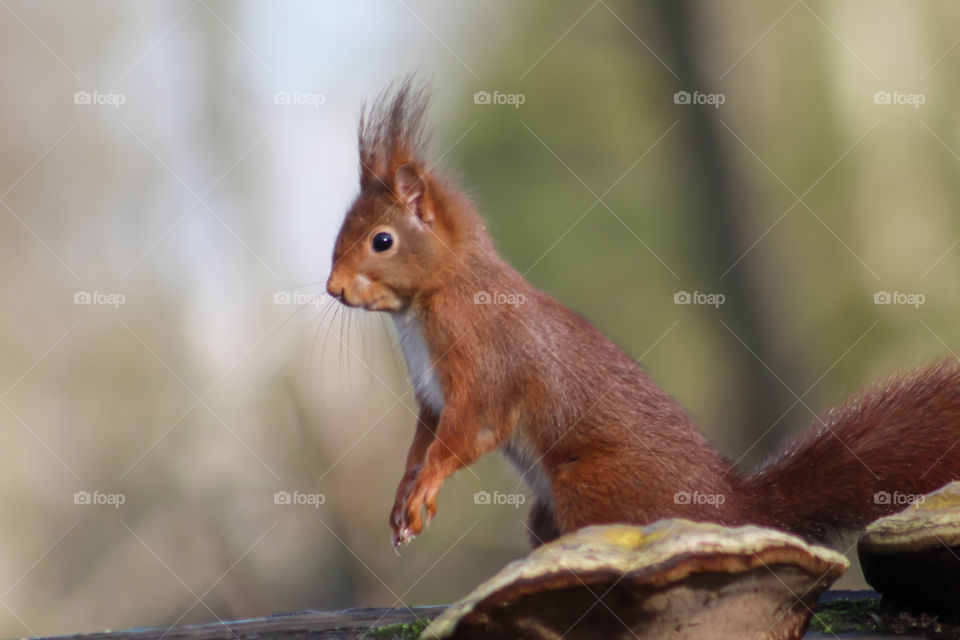 Squirrel surprised