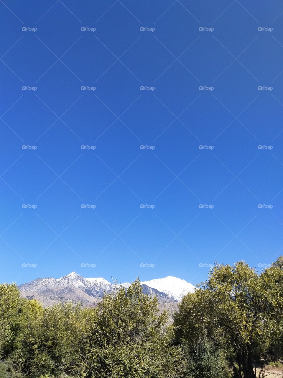 green trees and snow in mountain