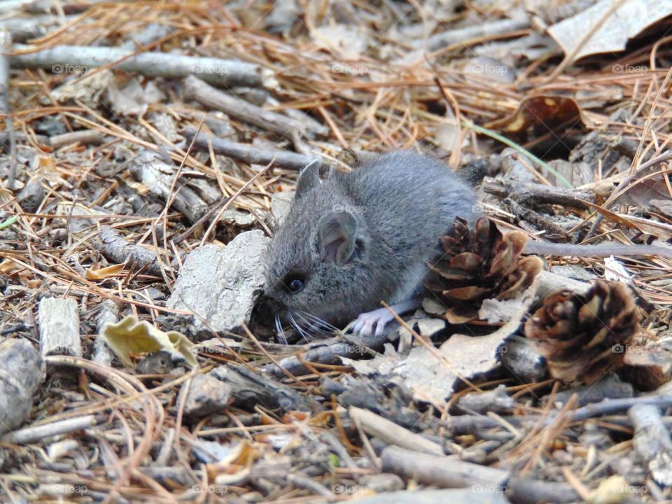 Tiny mouse next to tiny pinecones. 