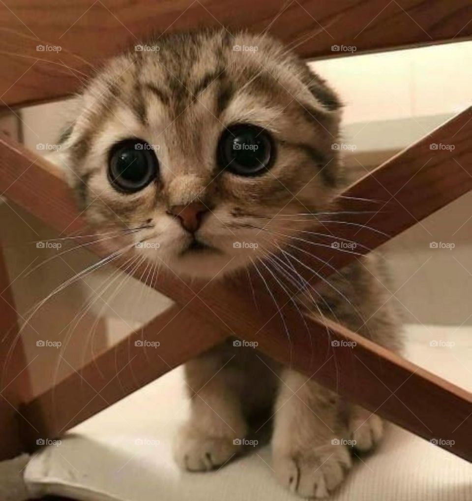 animals are the most cutest 😍