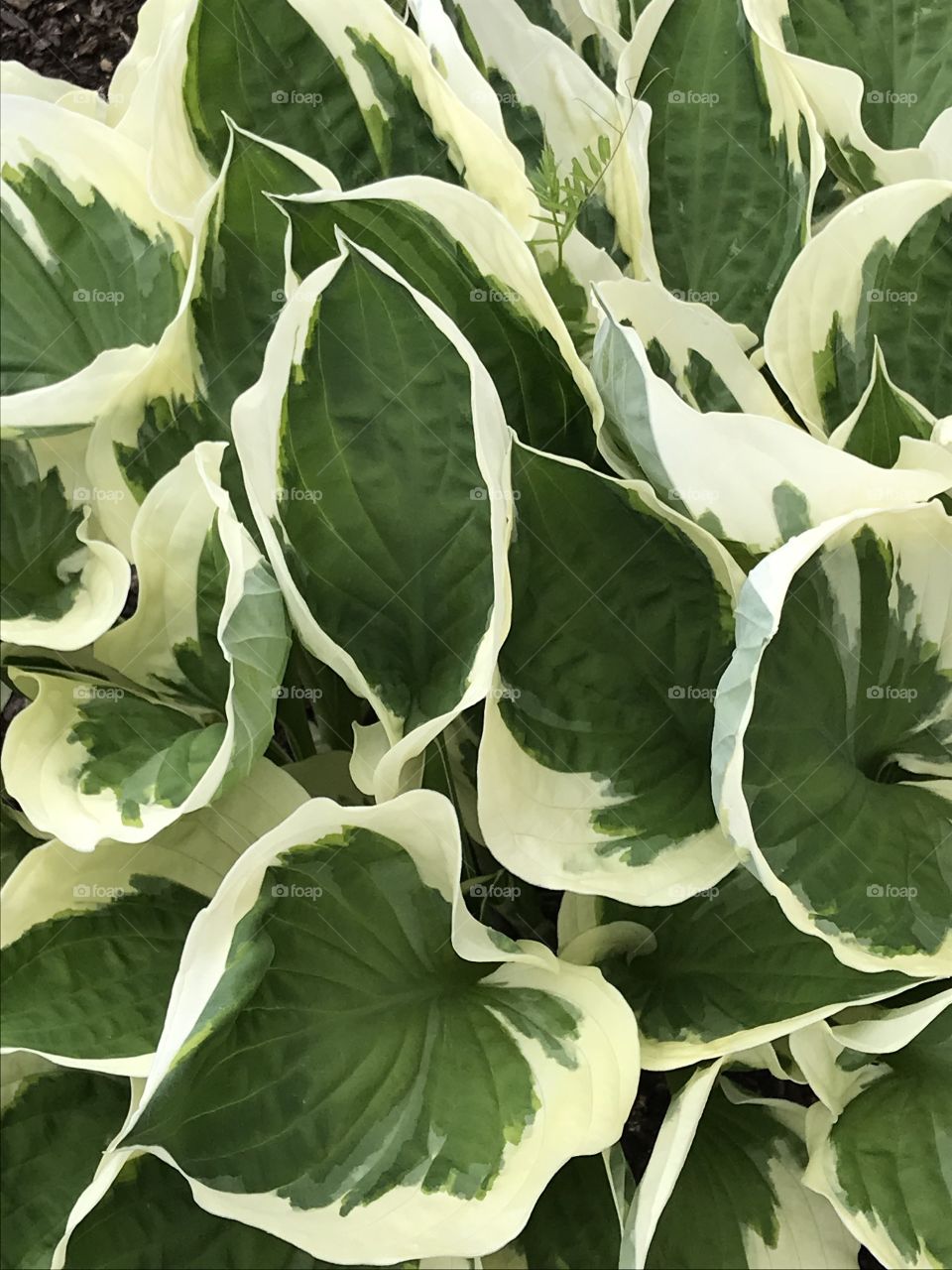 Beautiful hostas make such a great splash of colour in the garden with the green and pale yellow leaves