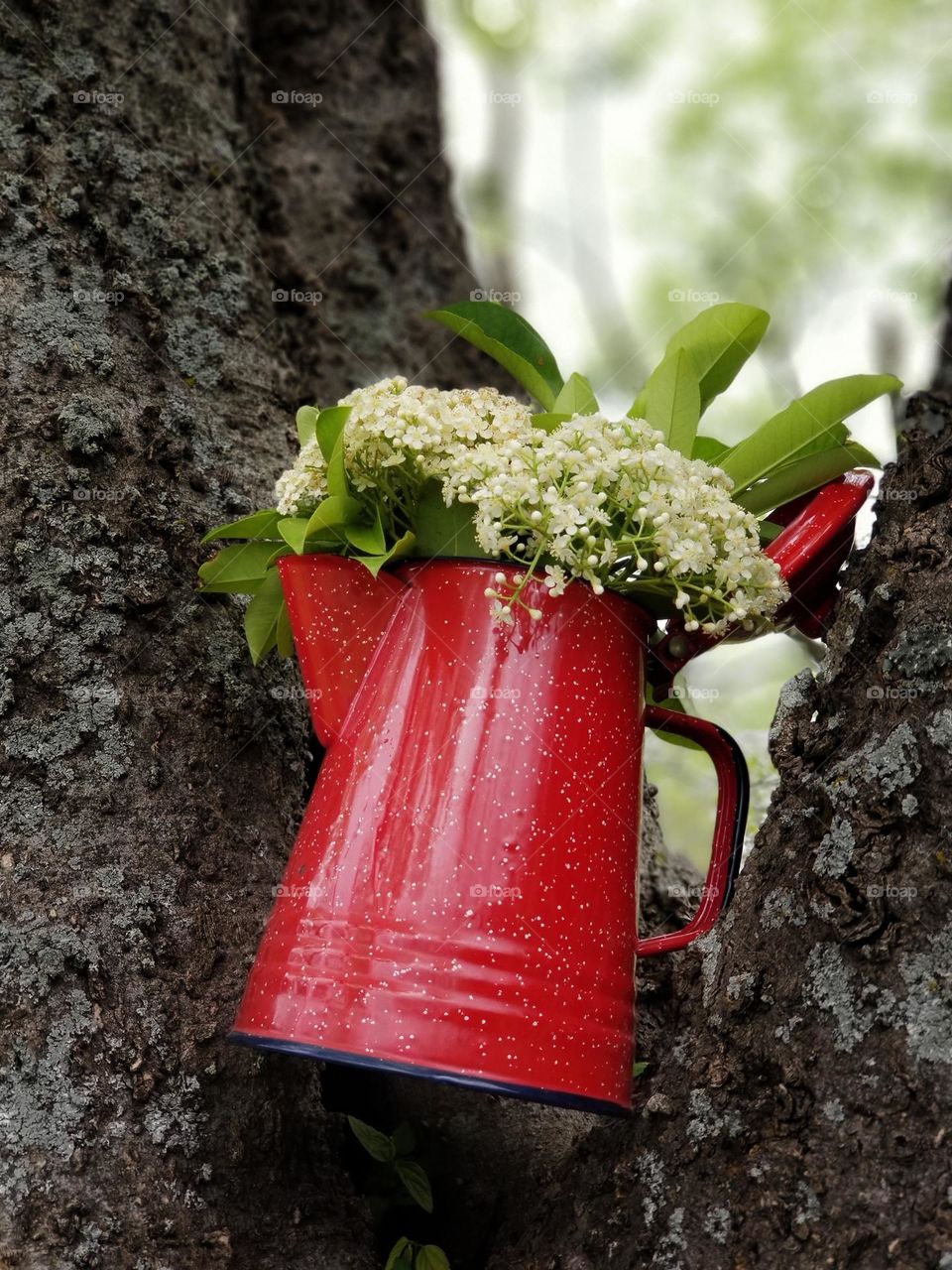 Red Campfire Coffee Pot being used as a vase with Red Tip Photinia flowers sitting in a tree outside