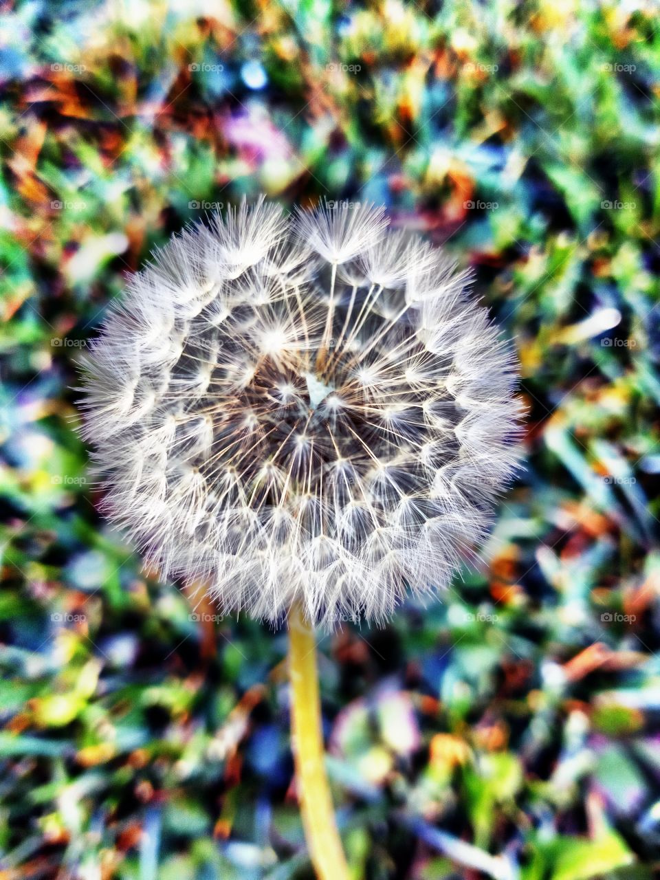 a dandy lion with a colorful blurred background.