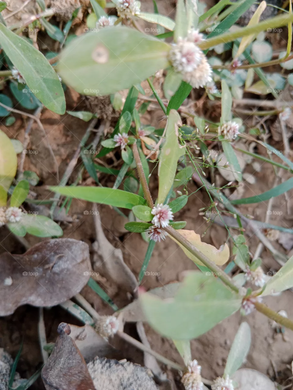 mini grodin flower