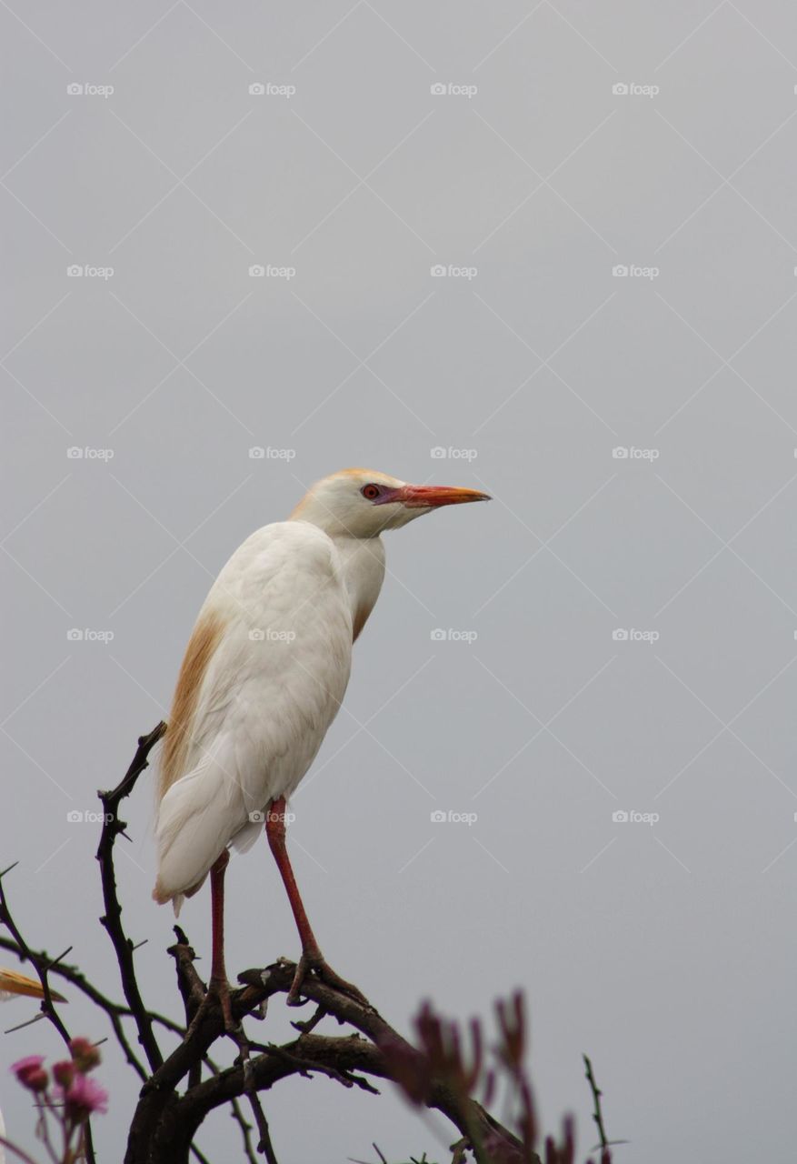 Cattle Egret perched