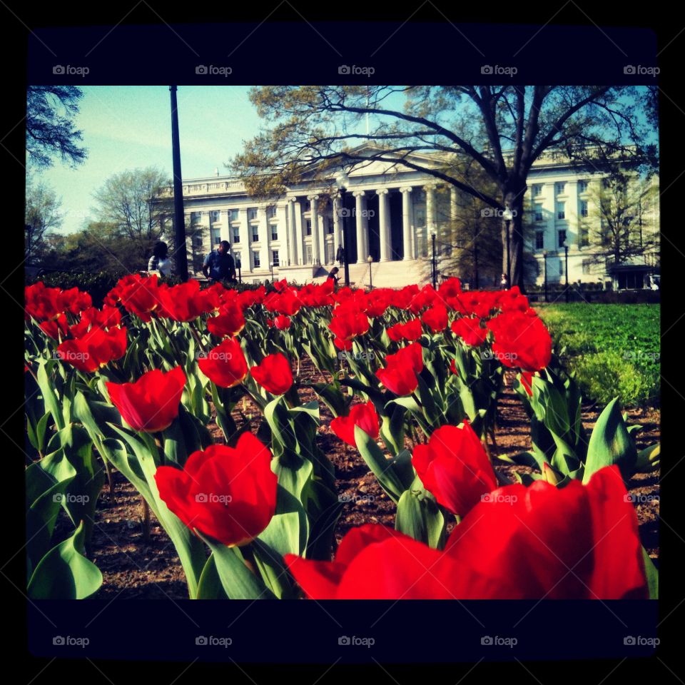 Spring in D.C. 