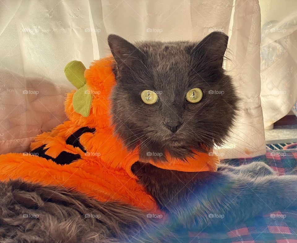 A grey cat dressed up as a pumpkin for Halloween 
