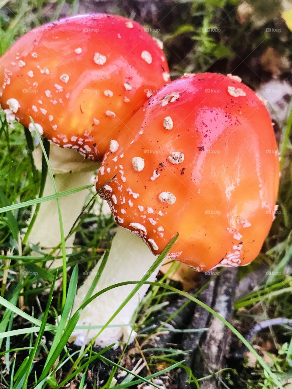 Pretty but Poisonous- Fly Agaric