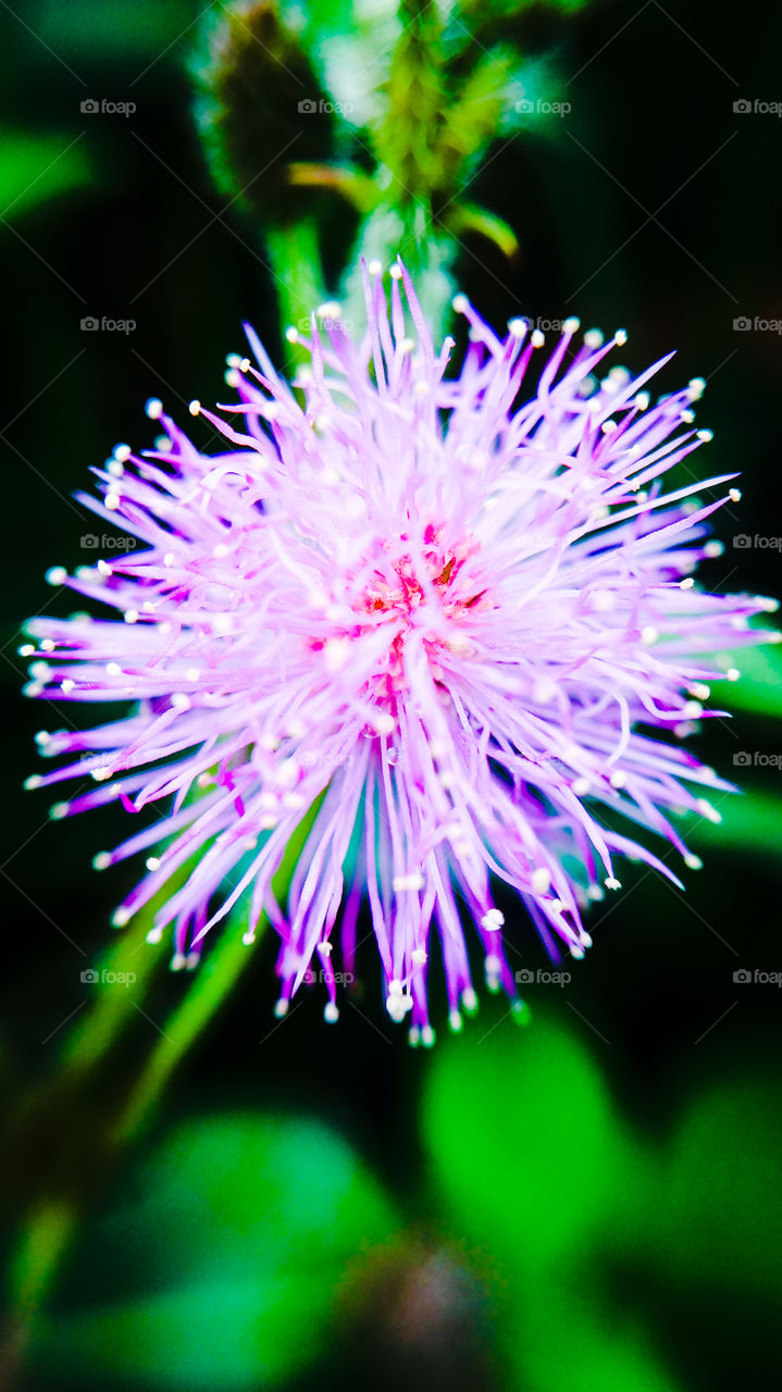 Mimosa pudica flower in bloom