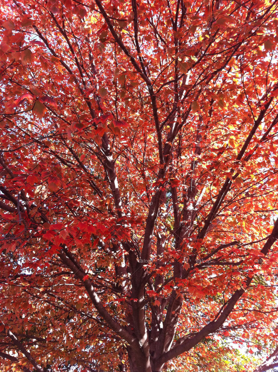 red outdoor tree leaves by mhanover