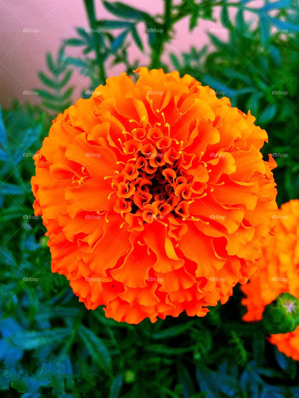 beautiful orange🟠 marigold flower🌺🌻🌹🌷 in our garden