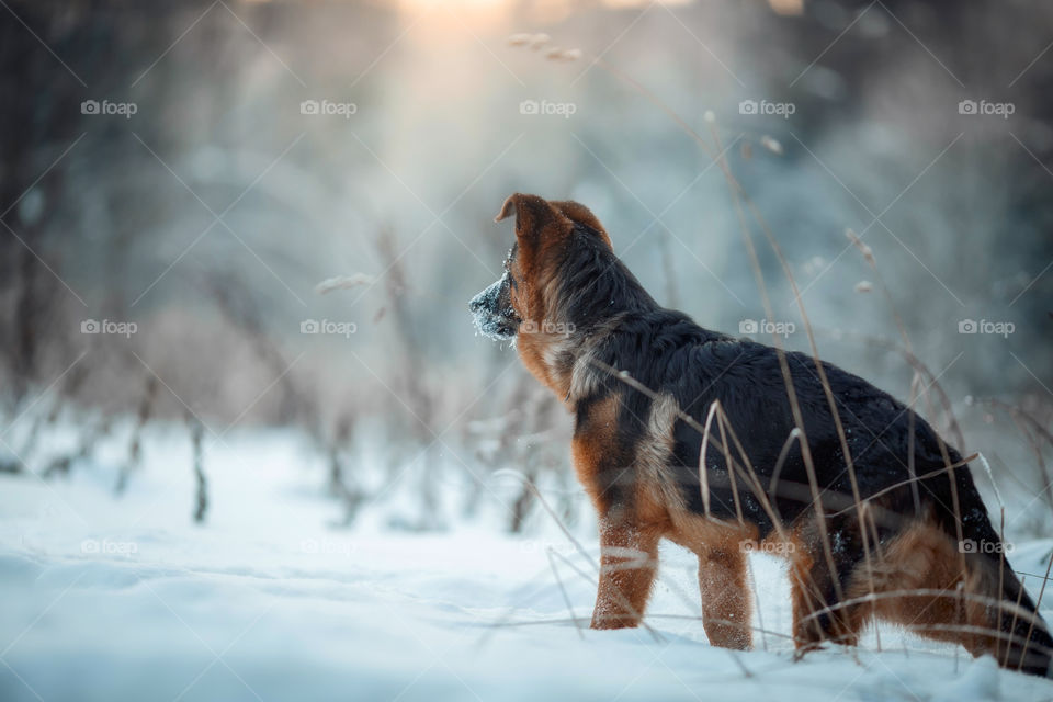 	Red cute german shepherd 5-th months puppy portrait at snow at the winter