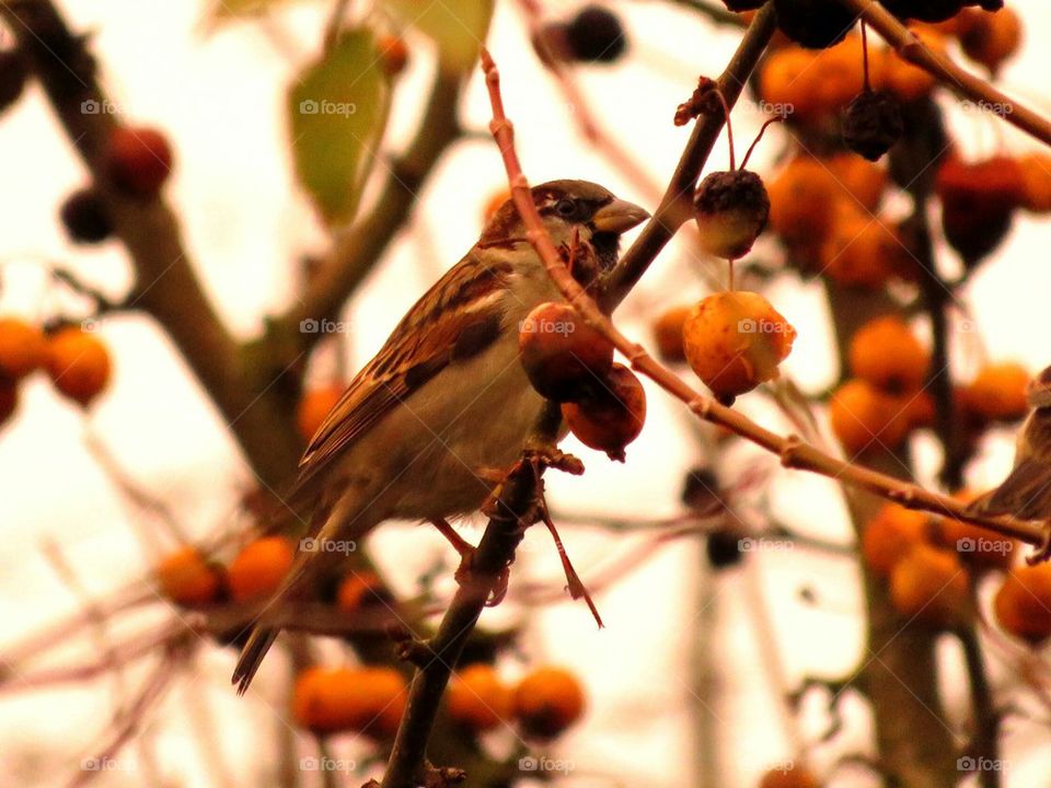 sparrow in trees