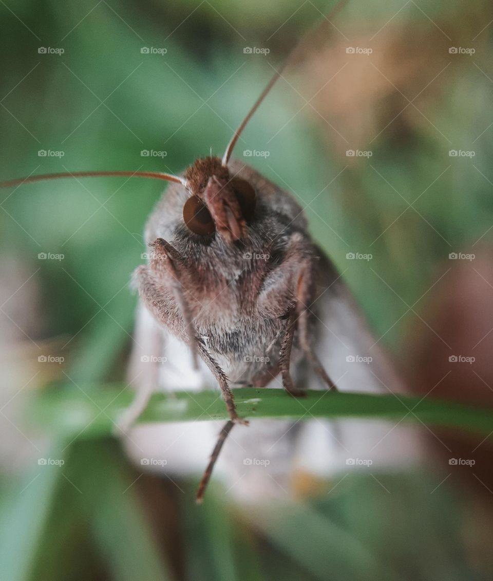 Macro photo of the Ukrainian insect