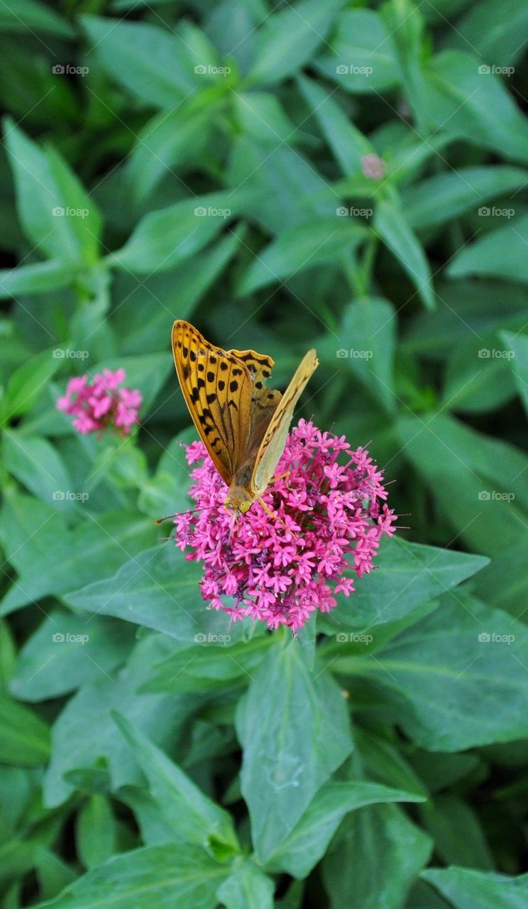 A close-up of a beautiful butterfly on a pink flower with so many green leaves around.