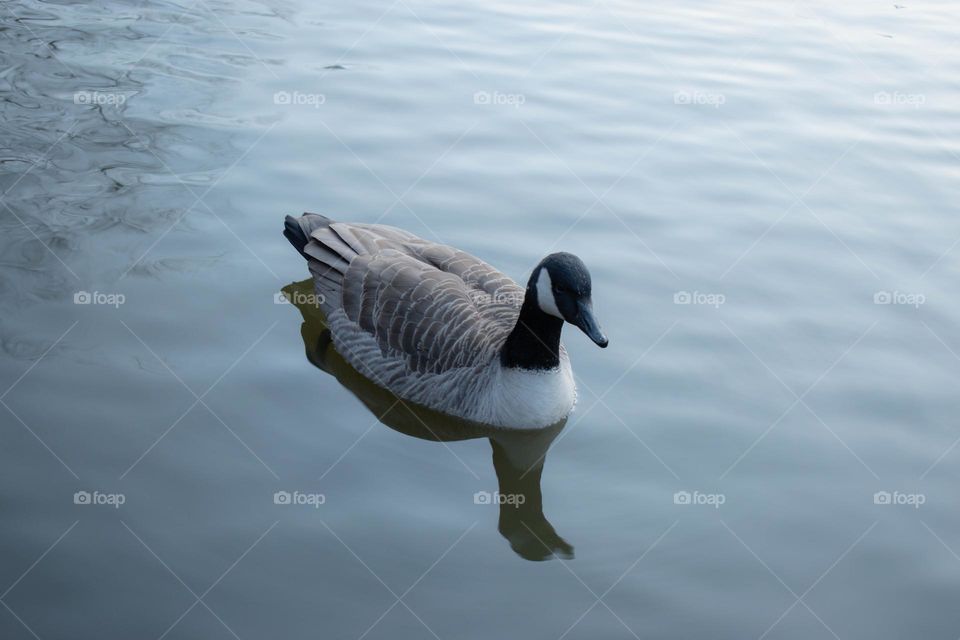 Beautiful Duck on the water 