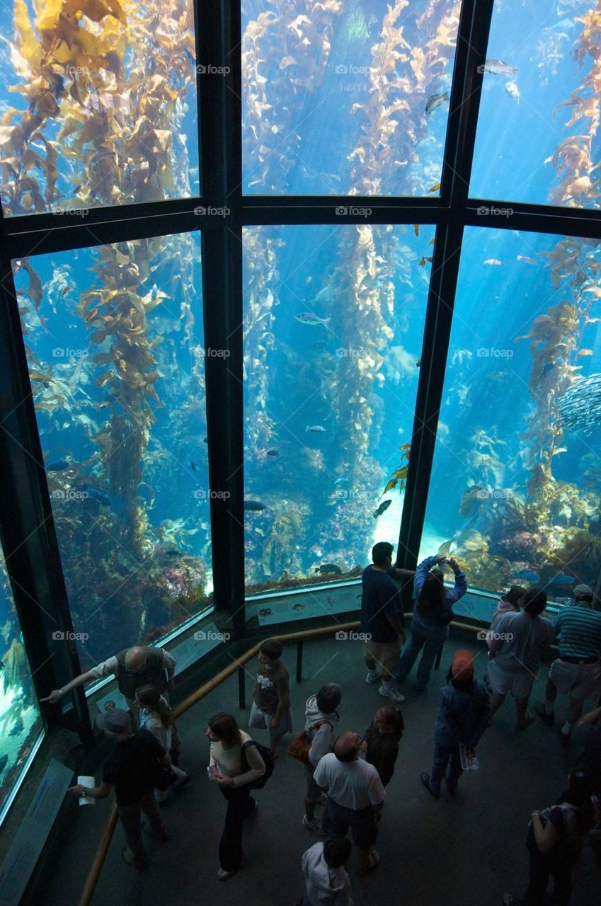 Monterey Bay Aquarium