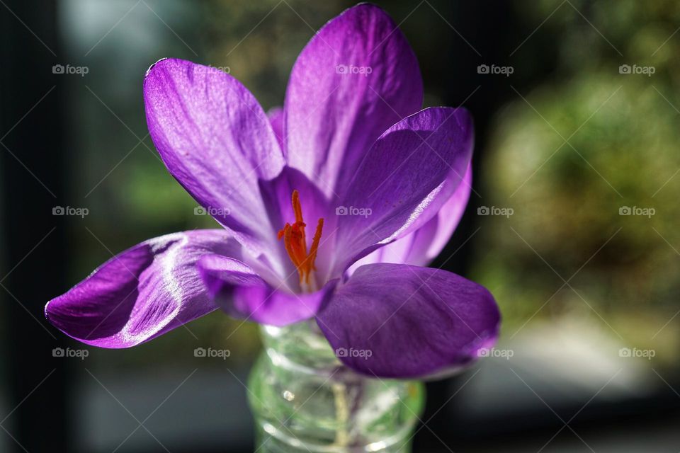 Little Purple Crocus 