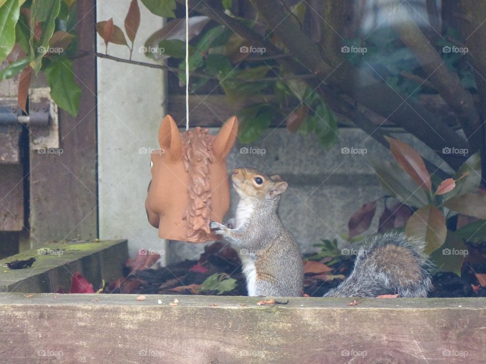 Funny squirrel with horse head nut feeder wildlife in domestic garden 