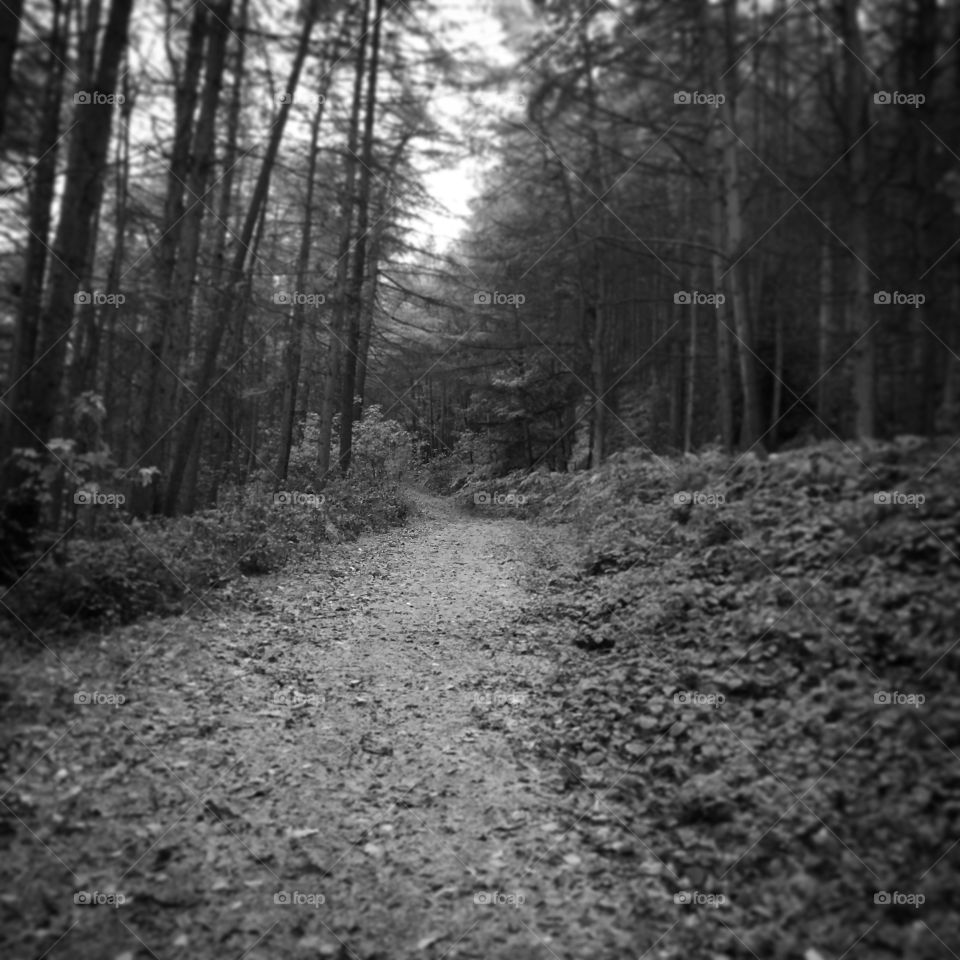 A walk in the deep dark woods