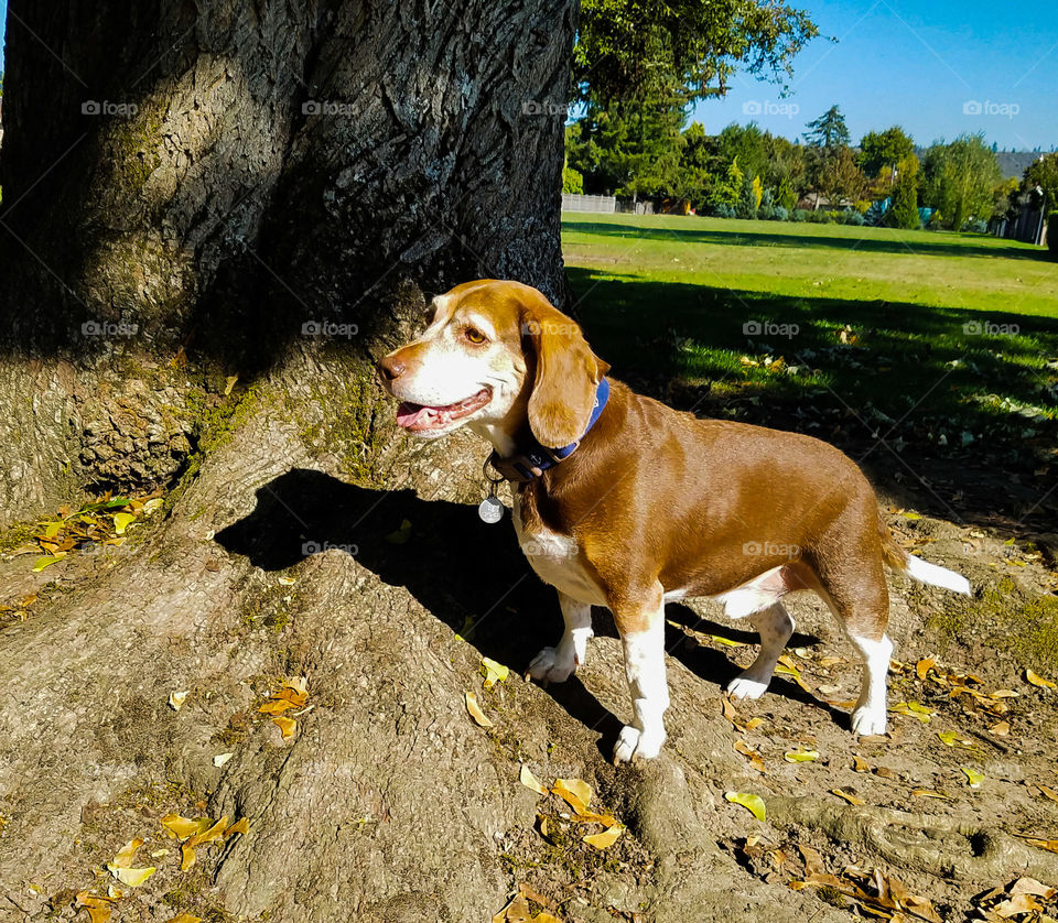 This beagle loves to chase squirrels in the park. He hasn't caught one yet but someday...