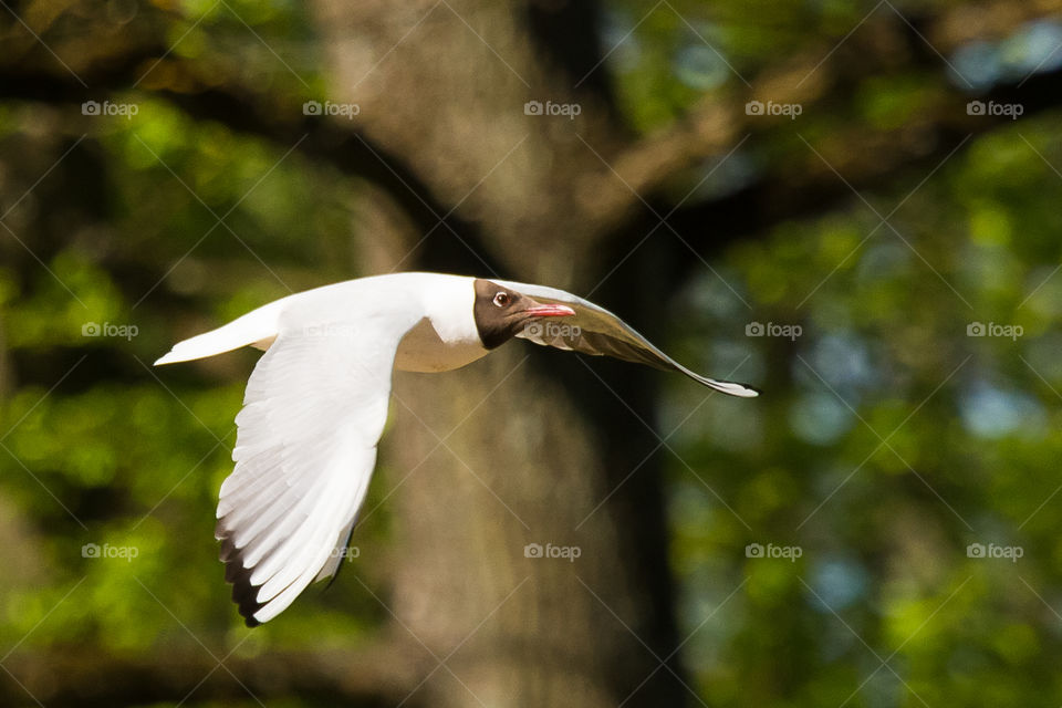 Bird, Nature, Wildlife, No Person, Outdoors