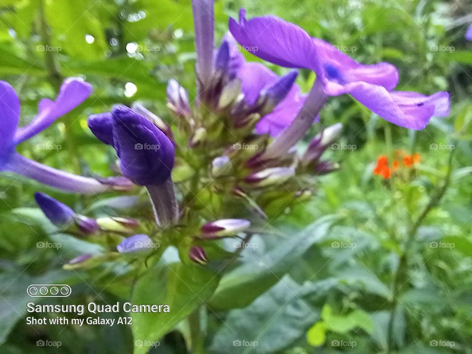 Purple overload, beautiful, vibrant and amazing.