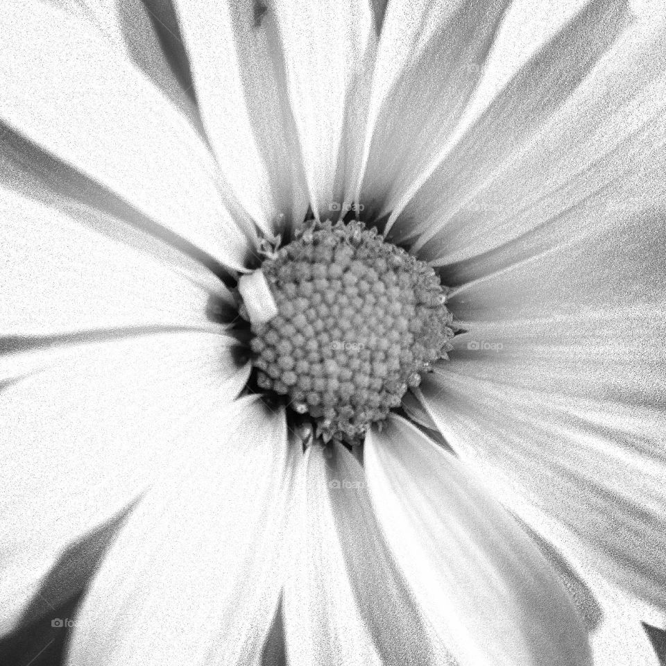 Black and white daisy 