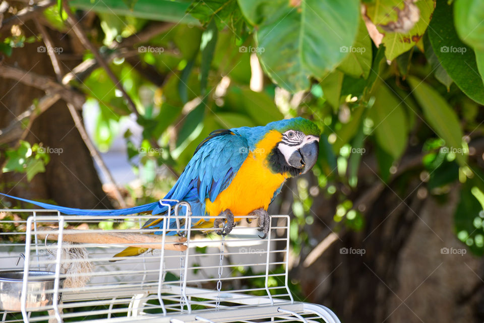 Blue and yellow perrot