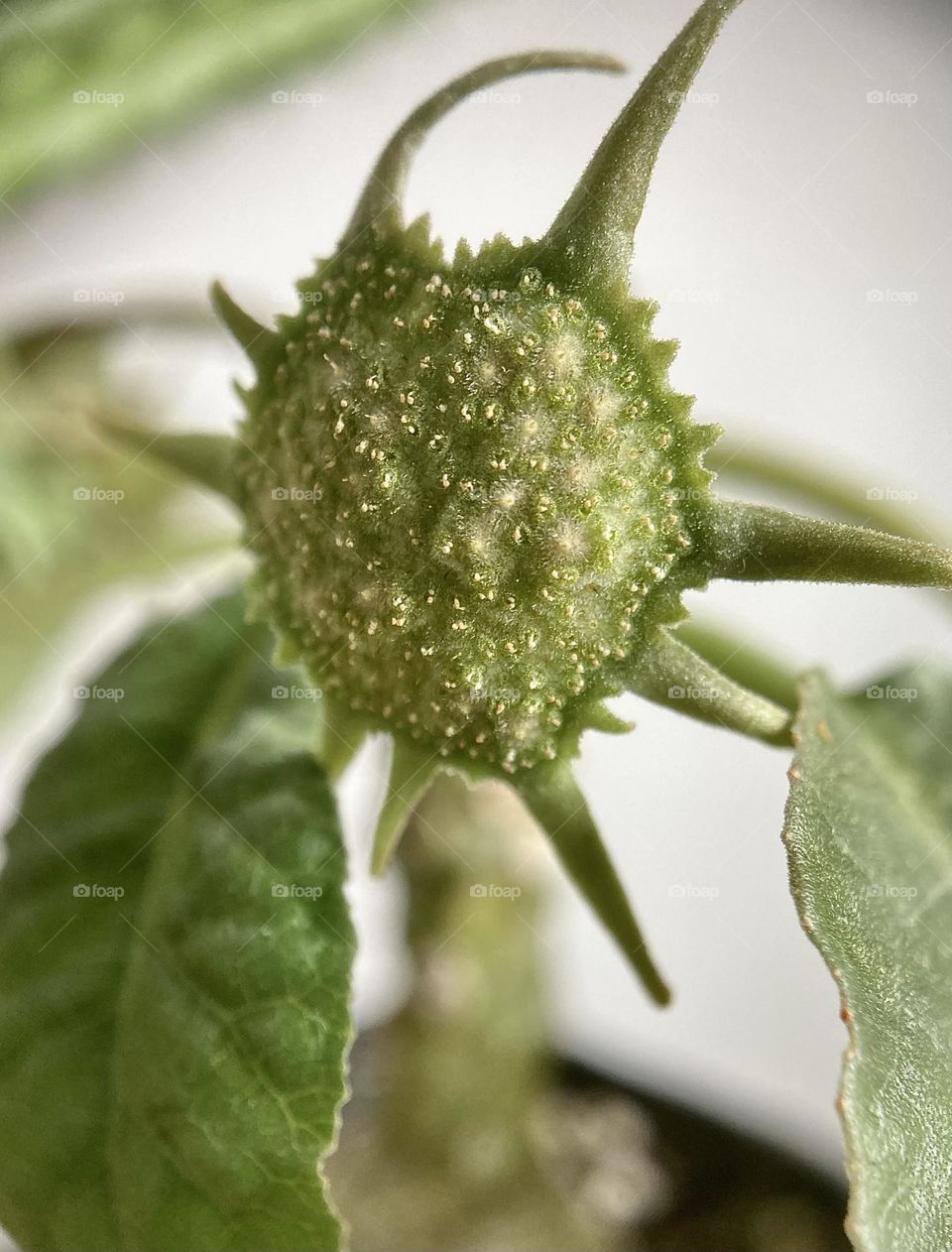 Nature, plants, Dorstenia foetida flower. Unique, the real flowers are actually the little units in this ‘flower’