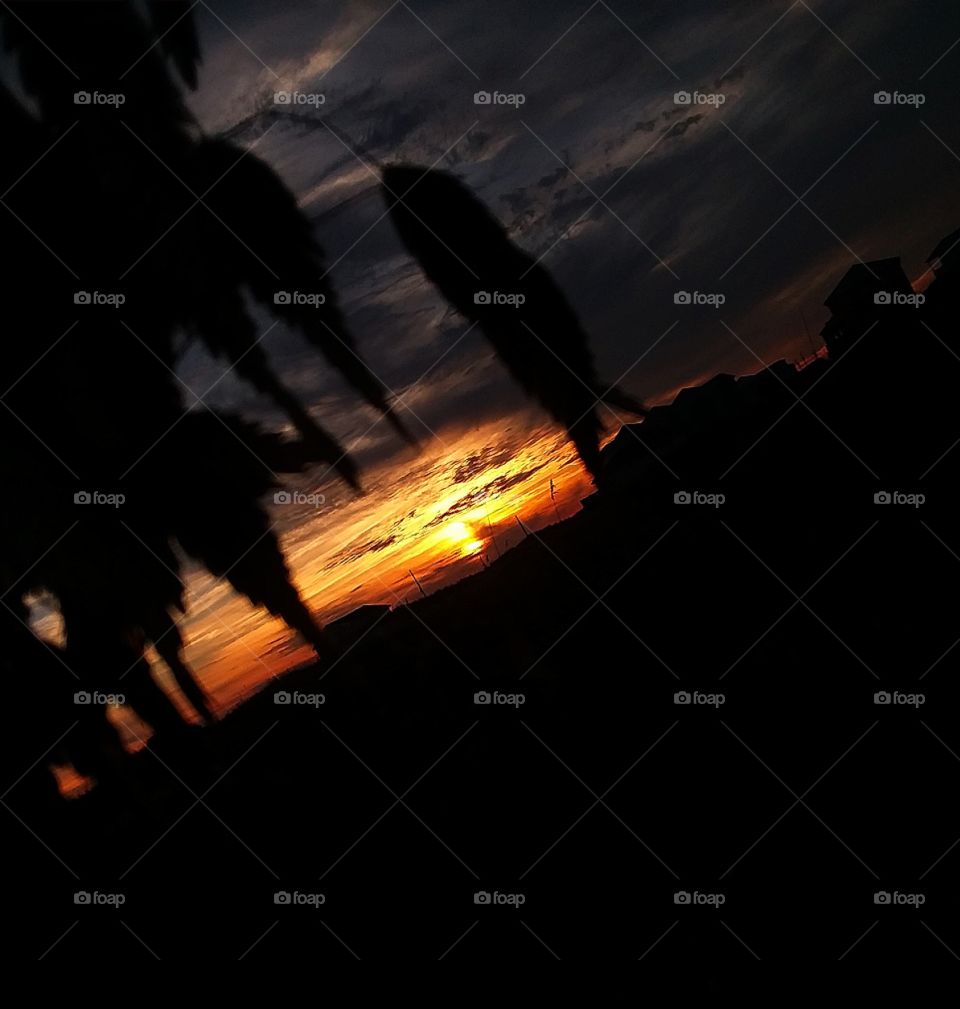 silhouette of seagrass against brightly colored sunset