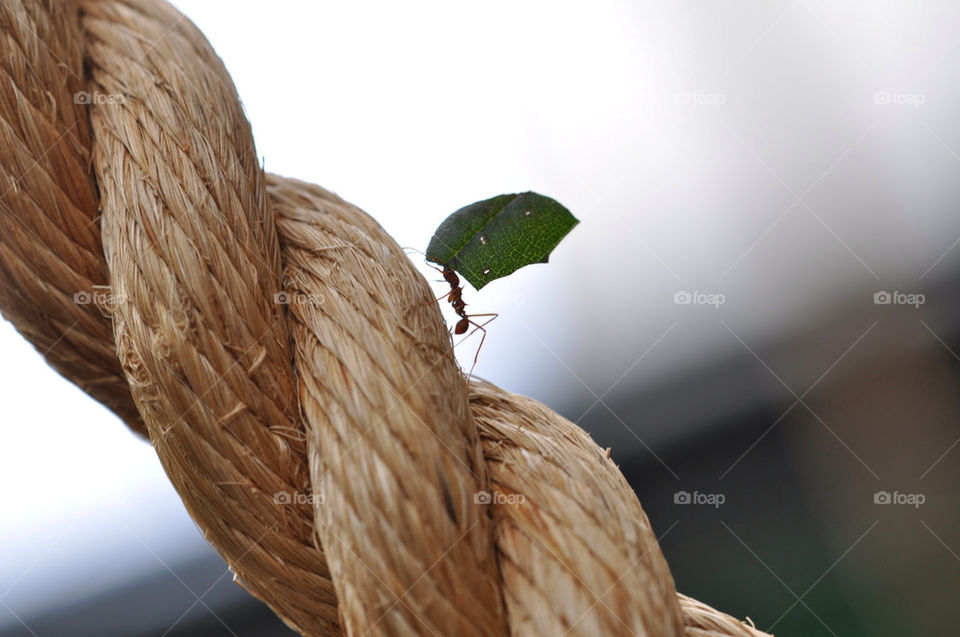Ant carrying leaf