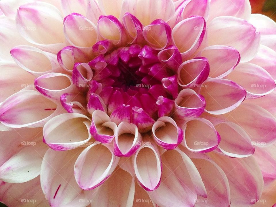 pastel dahlia