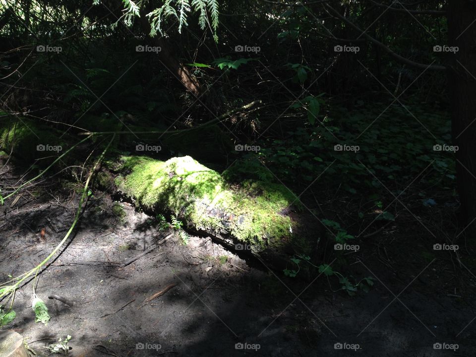 Mossy Log. A mossy log 