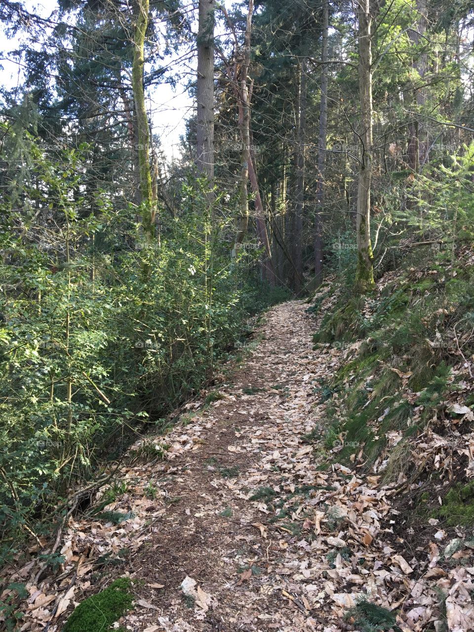 Trail in the woods 