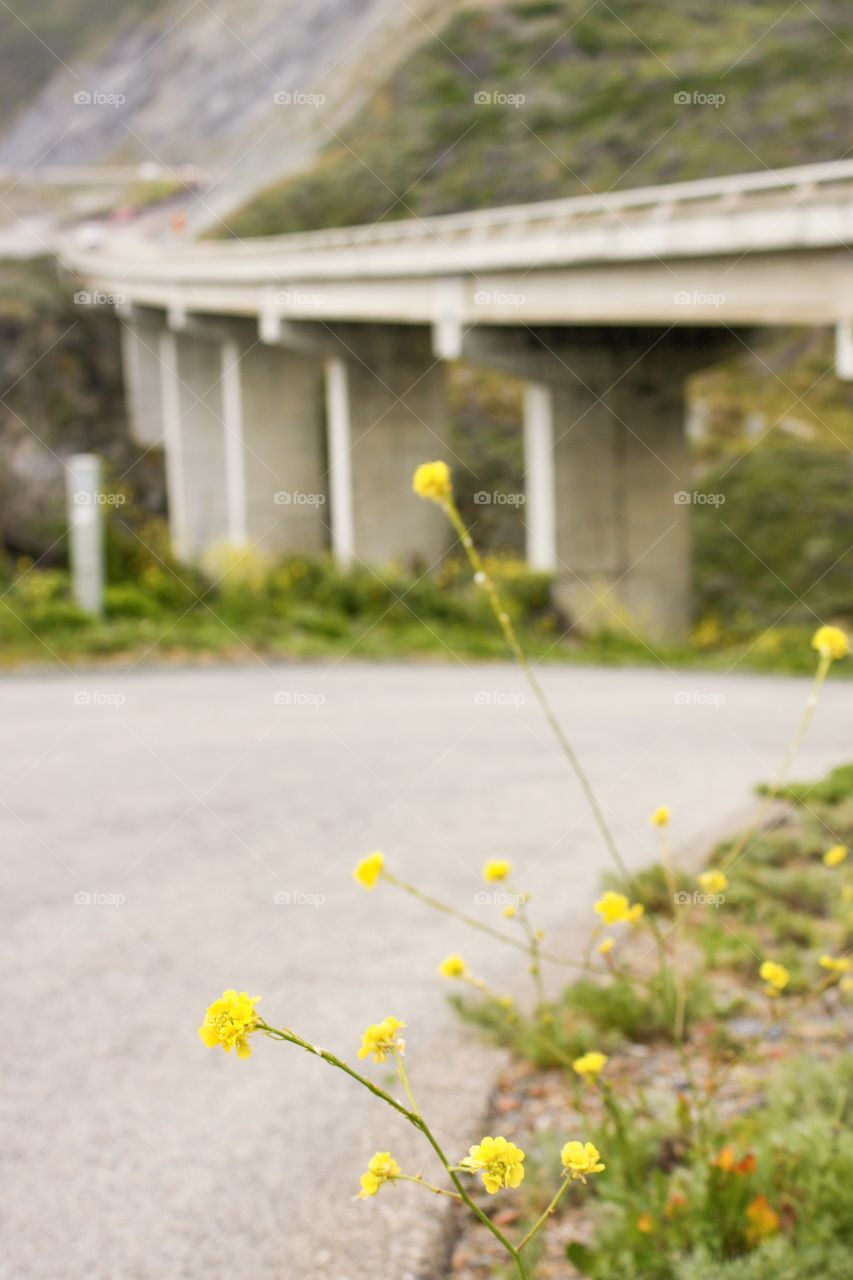 Yellow wild flower weeds in focus in foreground. Part of U.S. Highway 1 in background.