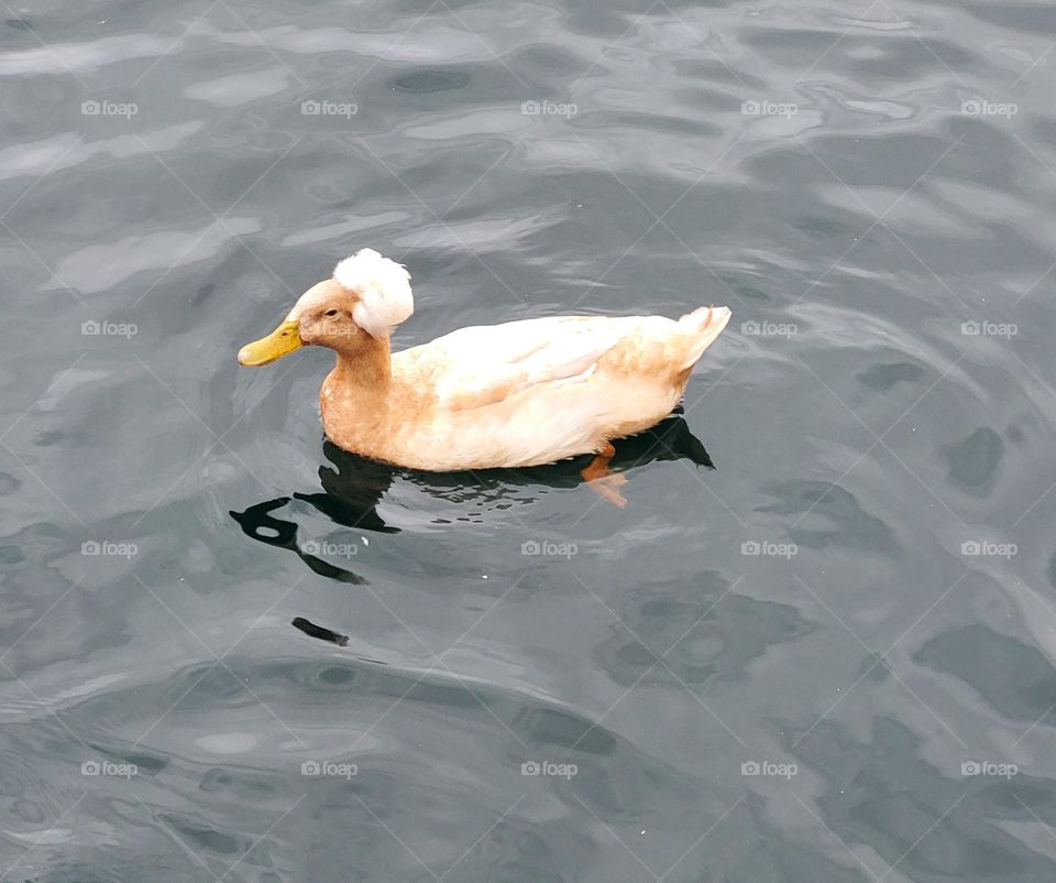 Crested Duck on the Lake